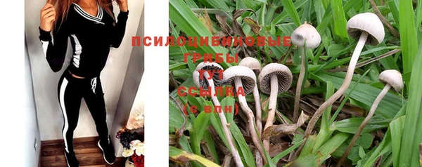 PSILOCYBIN Струнино